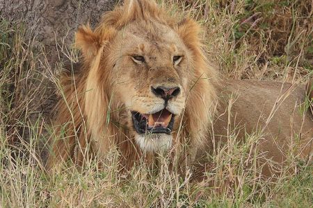 1 Full-Day Safari Adventure in Tarangire National Park