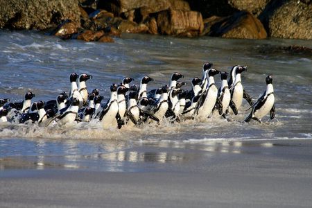 Cape of Good Hope & Penguins Small Group Tour-All Park Fees Incl.