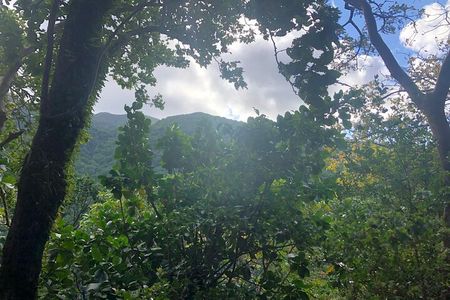 Wingfield Rainforest Hike St Kitts and Romney Manor Adventure
