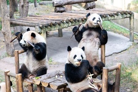 Chongqing Private Tour Pandas City Must See Hot Pot All in one