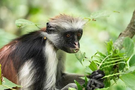 Zanzibar : jozani forest and sea turtles sanctuary tour 