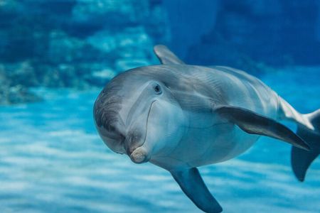 Swim with Happy Dolphin 30 min and Transfer - Sharm El Shiekh