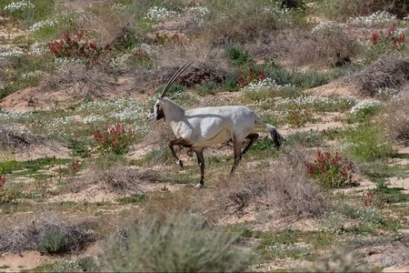 Mountain Hiking Experience in Nature Reserve Madinah