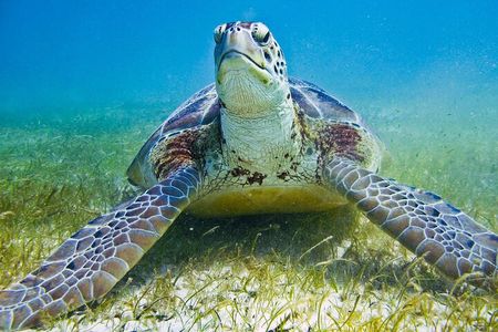 Private Turtles Express 