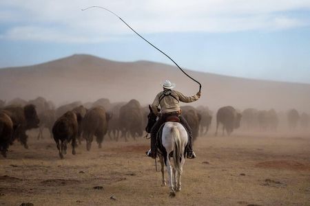 Sept 26 Only - 2025 Custer State Park Buffalo Roundup - Public