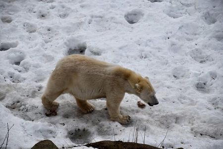 Ranua Zoo: Explore the Arctic Wildlife with Buffet Lunch