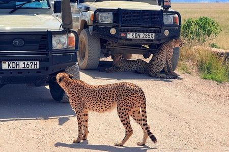 Amboseli National Park Day Tour from Nairobi