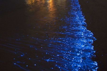 CLEAR BOTTOM KAYAKS Tour in Bioluminescent, Mosquito Bay