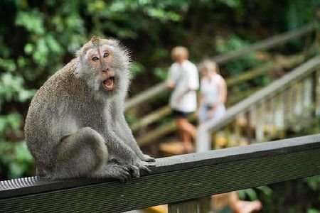Private Ubud Monkey Forest, Waterfall, Rice Terrace and Temple