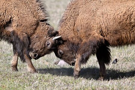 Yellowstone National Park - Full-Day Lower Loop Tour from West Yellowstone