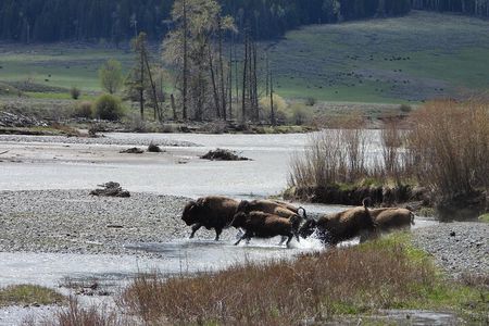 Yellowstone National Park - Full-Day Lower Loop Tour from West Yellowstone