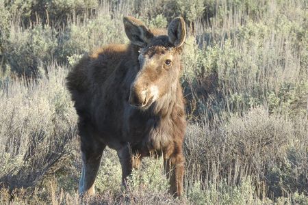 Grand Teton National Park - Sunrise Tour from Jackson Hole