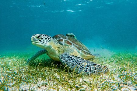 Akumal Snorkeling With Turtles
