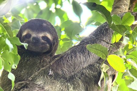 Private Nature Walk in Manuel Antonio National Park