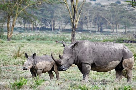 Thrilling 4 days of Masai Mara and Lake Nakuru safari