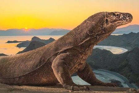 Komodo Island 2 Days 1 Night Tour with Flights from Bali