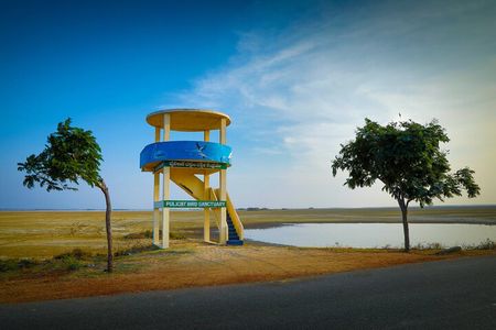 Birds & Beyond: Chennai to Pulicat Bird Sanctuary Day Tour