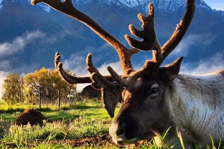 Anchorage Wilderness & Wildlife Tour-Reindeer Fun & Hatcher Pass