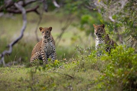 Yala National Park (block 5 & 6) Safari PRIVATE Tours
