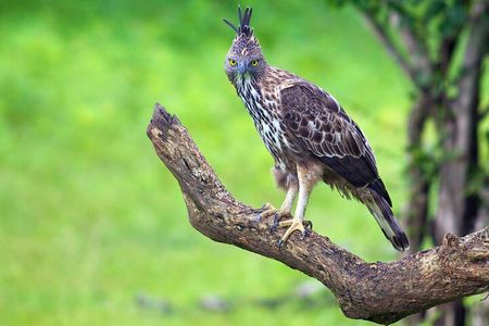 Bundala National Park Safari (PRIVATE TOURS)- Morning & Afternoon