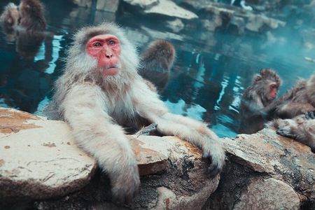 Private Luxury Day Tour to Nagano Snow Monkeys and Zenkoji Temple