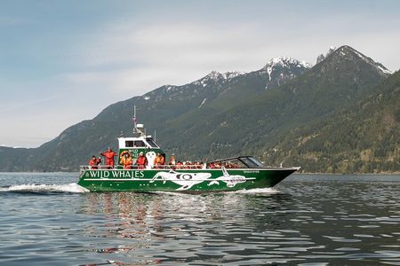 Wild Whale Watching Experience - Open Air Vessel