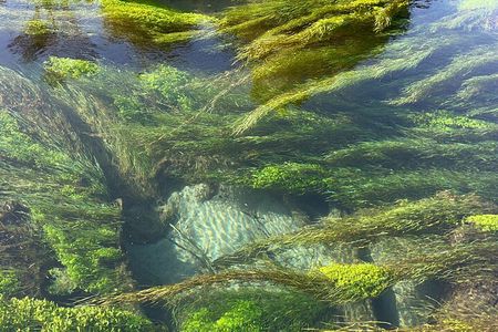 TRIPLE DEAL Wai-O-Tapu, Redwood Forest & Blue Springs Ex Auckland