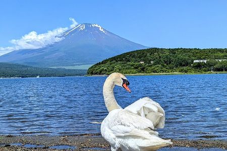 Mt. Fuji Signature 6 Scenic Spots One Day Tour from Tokyo