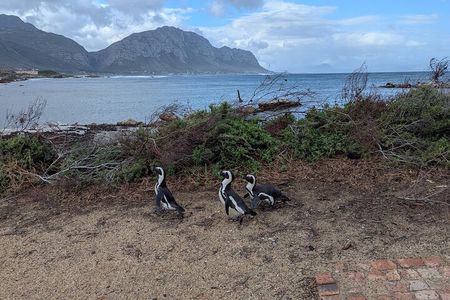Cape of Good Hope, Cape point & Boulders Beach - Half Day Tour