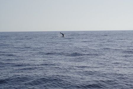 Gran Canaria Sunset Dolphin Watching Activity