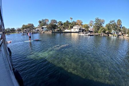 Kings Bay Manatee Watching Cruise