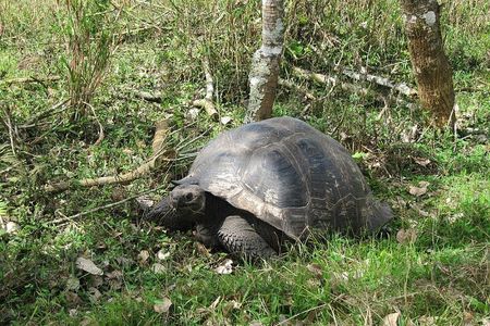 Galapagos Santa Cruz 4 Days Adventure
