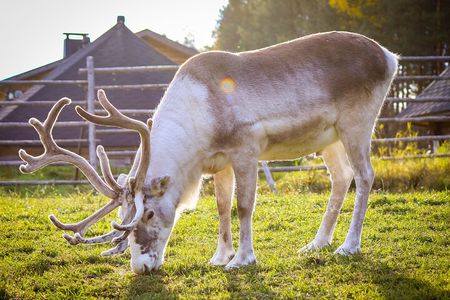 Reindeer Farm and Ranua Wildlife Park