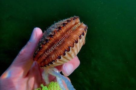 Crystal River Scalloping Adventure