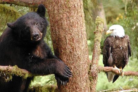 2 hr Private Custom Tour of Ketchikan (14 people) Wildlife + More