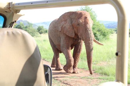 Pilanesberg National Park Big Five Safari Full Day Tour