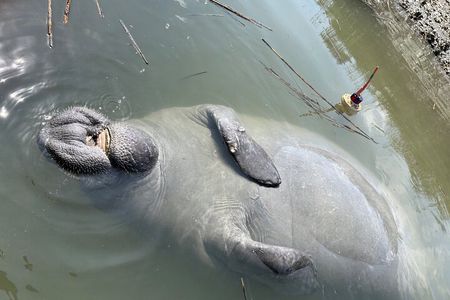 Family Friendly Dolphin Nature Kayak Tours in Hilton Head