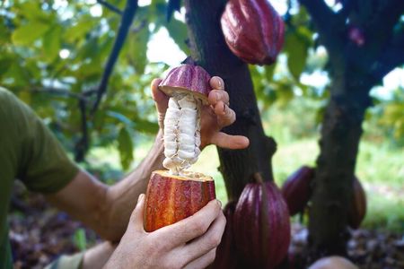Pick and Taste Tropical Fruit