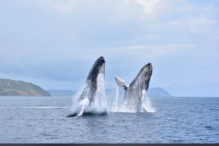 Whale watching more fell up