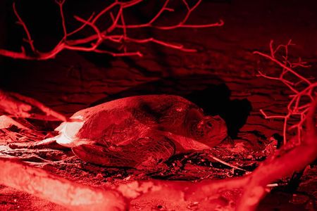 Night Watching of Sea Turtles from Tamarindo