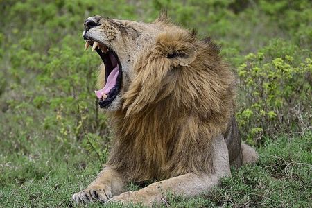 Nakuru National Park Day Trip from Nairobi