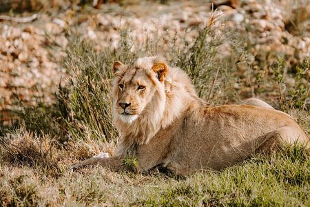 Tour Safari; Nairobi National Park