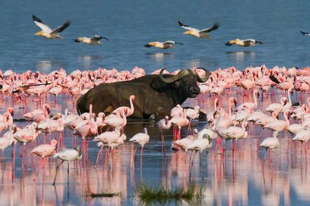  Private 4WD Lake Nakuru Day Tour from Nairobi
