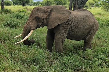 Thrilling Safari to Mikumi National Park and Masai Village