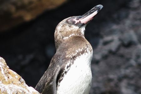 3 Islands in 4 Days: Galapagos Highlights - Wildlife & Snorkeling