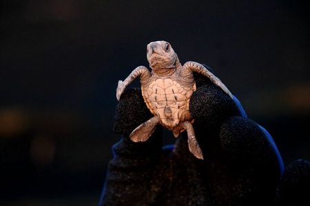 Sea Turtle Release – A Puerto Vallarta Conservation Adventure