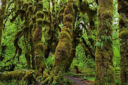 From Seattle Private Hoh Rain Forest and Rialto Beach Tour