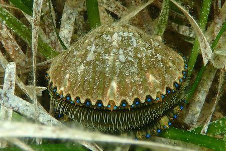 Premier Scalloping Adventure on Florida's Nature Coast
