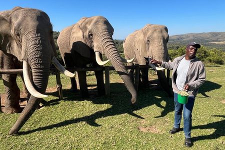 Elephant Encounter and Giraffe Walk Tracking