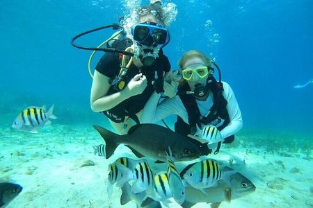 Chankanaab Park Plus Discovery Scuba Dive with Lunch